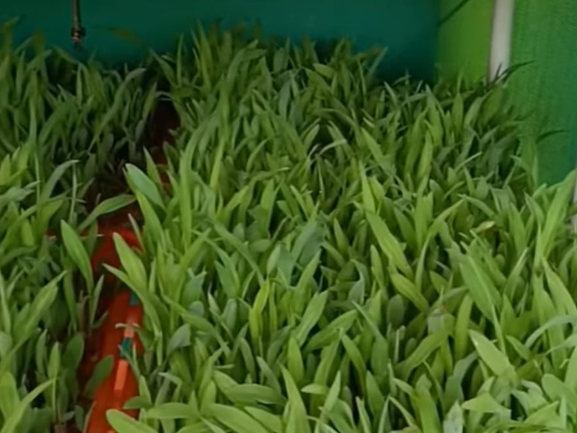 Hydroponic Wheat Export from India